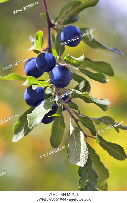 blackthorn Prunus spinosa, twig with fruit, Italy, Suedtirol, Meran
