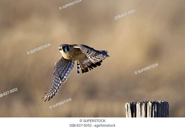 American Kestral Falco Sparverius in flight