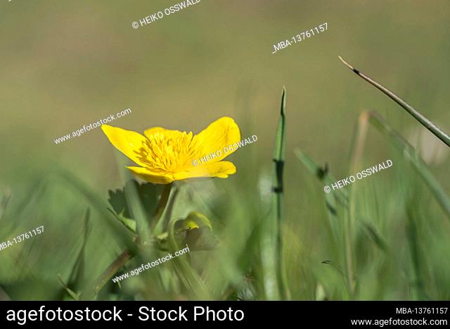 Flower with yellow blossom, meadow, Black Forest, Baden-Wuerttemberg, Germany, Europe