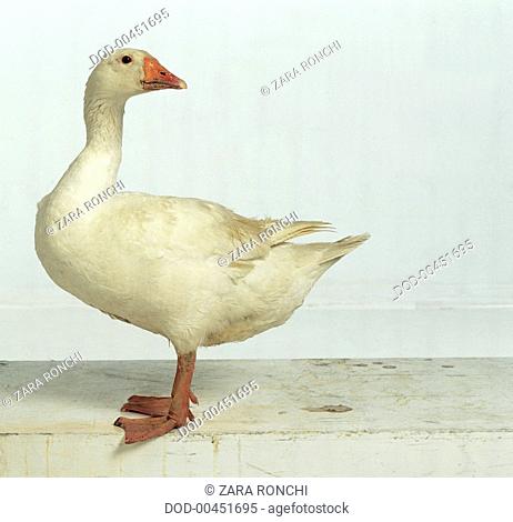 White Embden Goose (Anser anser domesticus)