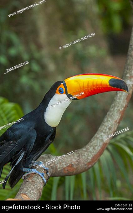 A Toco toucan (Ramphastos toco) in Iguassu, Brazil