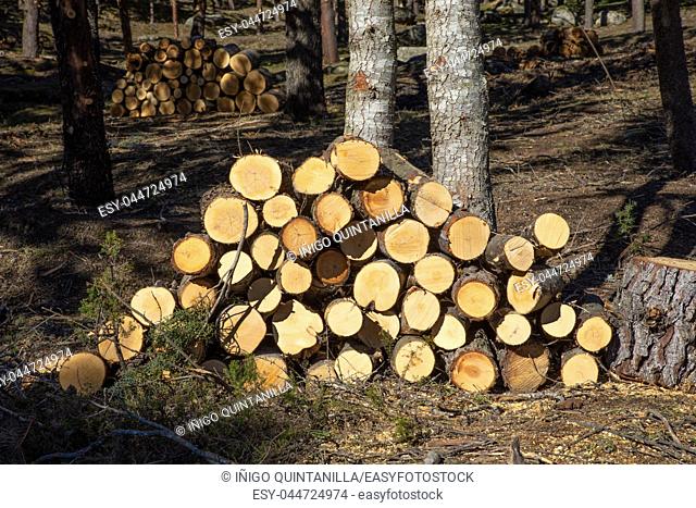 piles of wooden logs, stacked in a forest next to trunk of trees