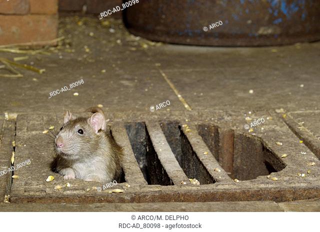 Common Rat Rattus norvegicus