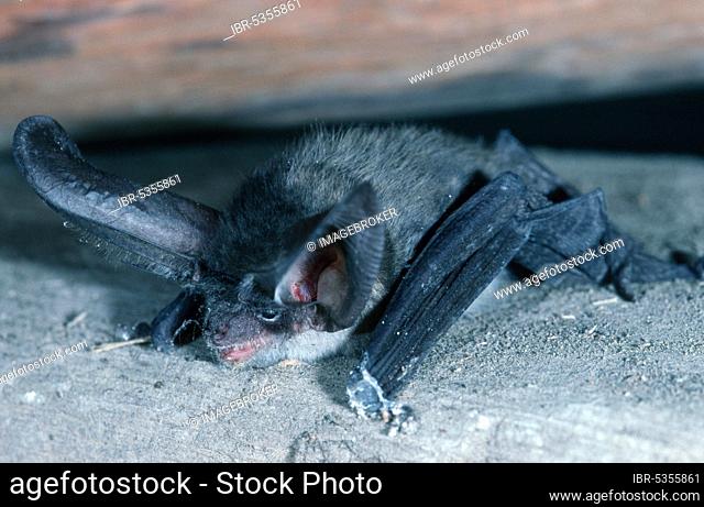 Gray Long-eared Bat, Hessen, Germany, (Plecotus austriacus), Europe