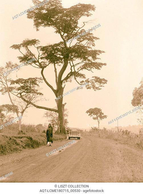 Uganda. From Hoima to Fort Portal. Stately tree on Fort Portal Road. 1936, Uganda