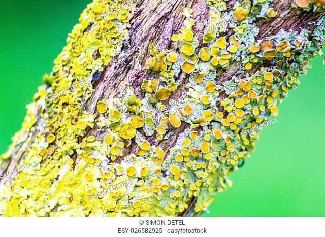 Yellow lichens on tree close up macro
