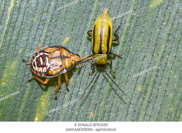 Western Corn Rootworm Beetle (Diabrotica virgifera) being eaten by Spined Soldier Bug nymph (Podisus maculiventris) Central NY
