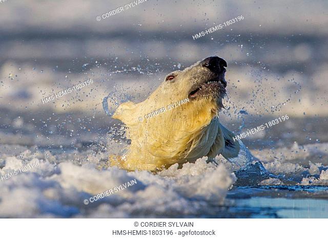 United States, Alaska, Arctic National Wildlife Refuge, Kaktovik, Polar Bear( Ursus maritimus ), snorts in slush ice along a barrier island outside Kaktovik