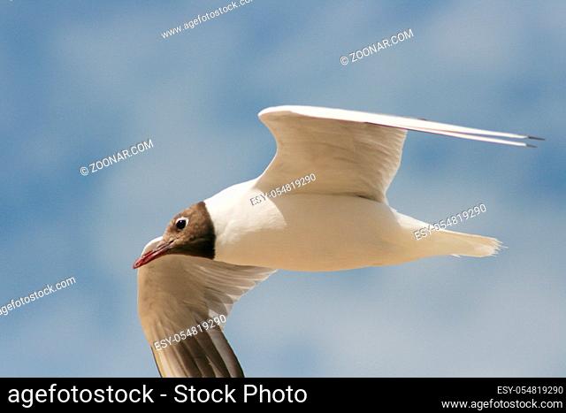 A Close-up of a flying black-headed gull  Eine Nahaufnahme einer fliegenden Lachmöwe