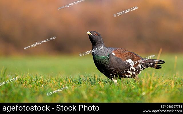 Western capercaillie, tetrao urogallus, looking on meadow in autumn nature. Wild bird observing on grassland in fall. Dark winged animal standing on field