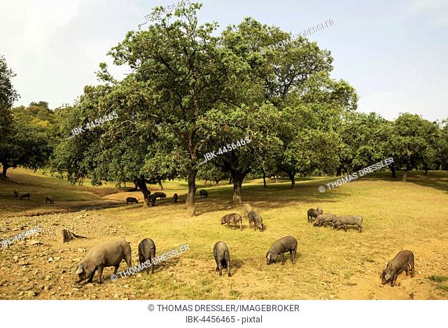 Grazing black Iberian pigs under holm oaks (Quercus ilex), Huelva province, Andalusia, Spain