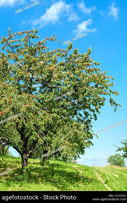 germany, baden-wuerttemberg, beuren, cherry tree with ripe cherries on an orchard meadow in the neuffen valley