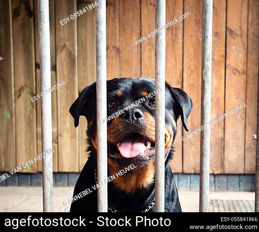 Cute happy dog behind fence, Rottweiler in cage, portrait of beautiful pet locked with wooden background