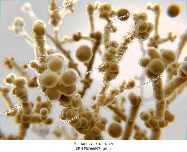 Candida yeast, illustration. C. albicans and C. auris are two pathogenic yeasts that cause infections known as candidiasis. C