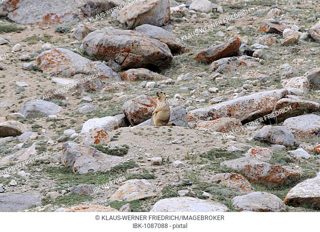 Himalayan Marmot (Marmota himalayana) on 4000m, below the Kardung Pass, Nubra Valley, Ladakh, Himalayas, India, Asia