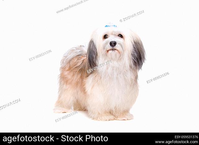 Shih tzu dog in front of a white background