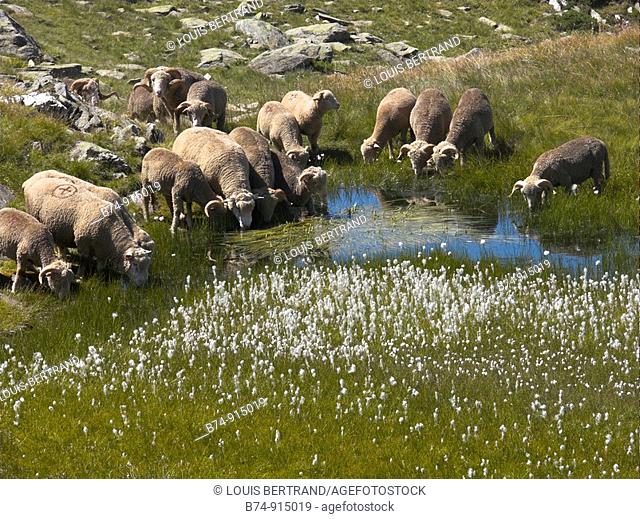 Sheep, Col de la Croix de Fer, Savoie, France