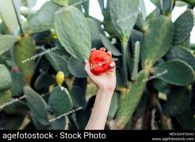 Hands of farmer holding tomato in front of prickly pear cactus