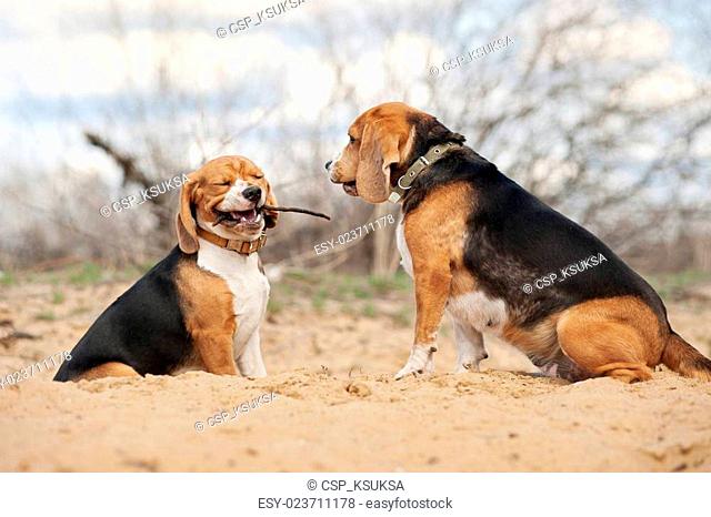Two funny beagle dogs