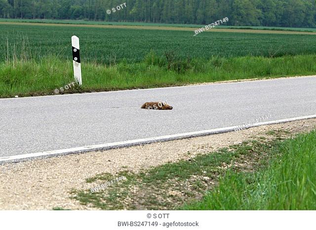 red fox Vulpes vulpes, cub run over lying on country road, Austria, Burgenland, Neusiedler See National Park