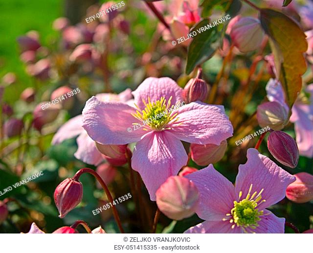 Plant full with blooming light purple flowers