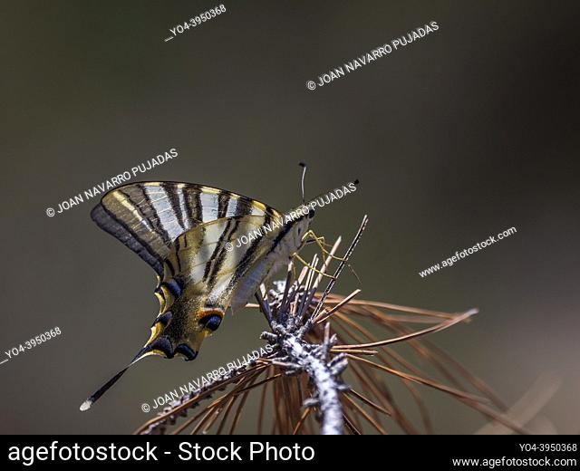 Iphiclides feisthamelii, Papilionidae, Papilioninae, reina zebrada, chupaleches, southern scarce swallowtail