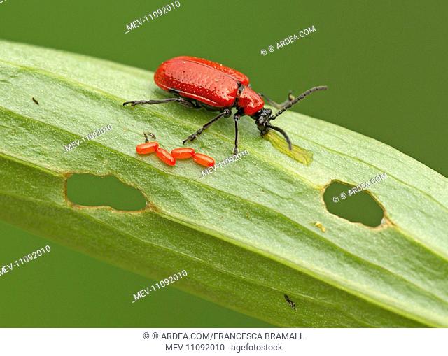 Red Lily Beetle eggs on lily leaf excreting from mouth parts May