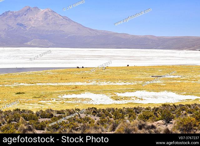 Salar de Surire Natural Monument. In the foreground paja brava (Festuca orthophylla). Norte Grande de Chile