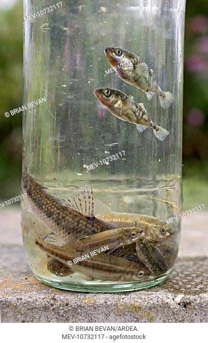 Stream dipping - catch in jam jar shows a healthy stream