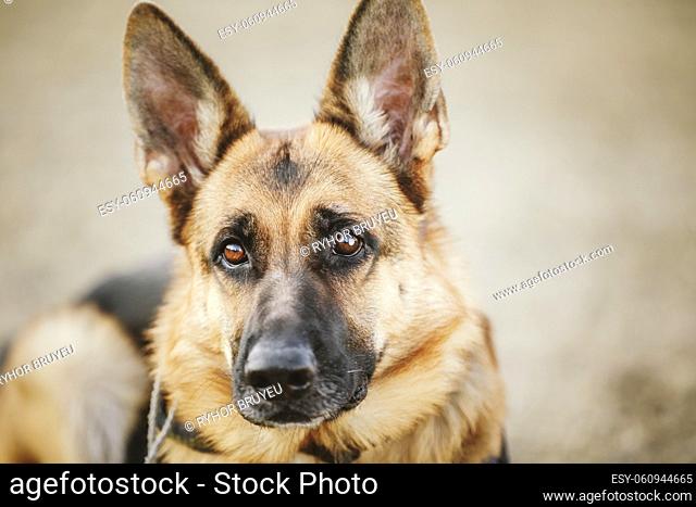 Brown German Shepherd Dog Close Up Portrait