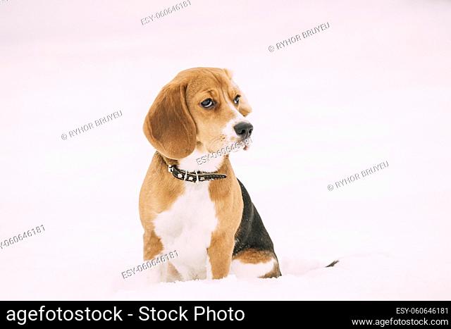 Sad Puppy Of English Beagle Sitting In Snow At Winter Day. Beagle Is A Breed Of Small Hound