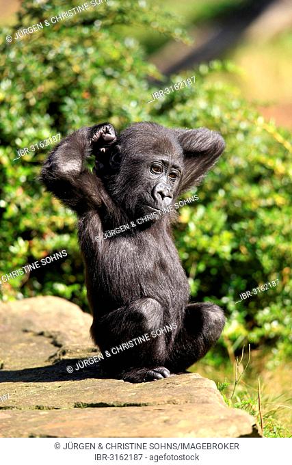 Western Lowland Gorilla (Gorilla gorilla gorilla), infant, native to Africa, captive, Apeldoorn, Gelderland, The Netherlands