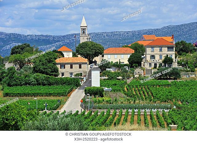 vineyards and village of Lumbarda, Korcula island, Croatia, Southeast Europe