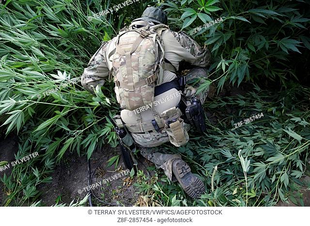 A law enforcement officer cuts down marijuana plants during a raid on July 15, 2015. Yurok Indian Reservation, California, United States