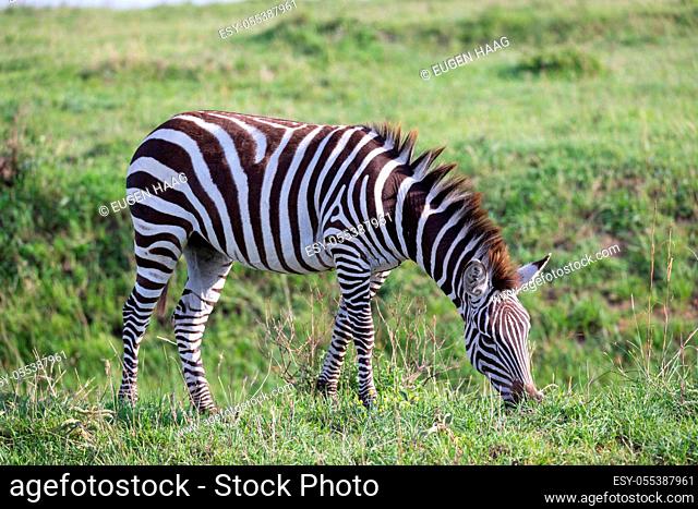 One zebra in the green landscape of a national park in Kenya.