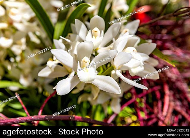 White orchid, flower hall, inspiration nature, state horticultural show, Ingolstadt 2020, new term 2021, Ingolstadt, Bavaria, Germany, Europe