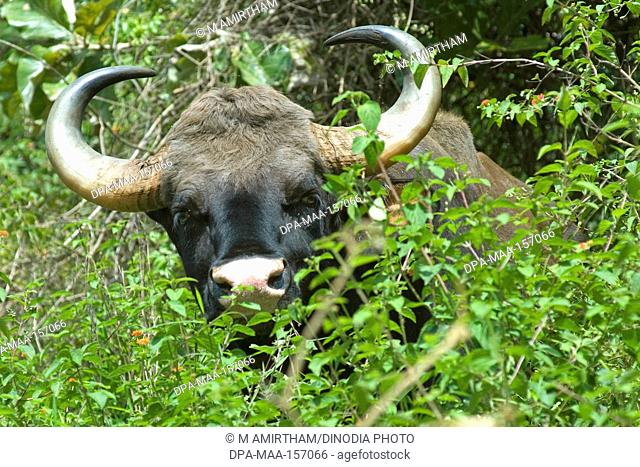 Gaur Indian bison at Singara near Madumalai ; Nilgiris ; Tamil nadu ;  India, Stock Photo, Picture And Rights Managed Image. Pic. DPA-MAA-157066 |  agefotostock
