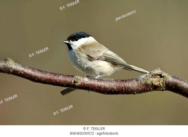willow tit (Parus montanus), sitting on a twig, Germany