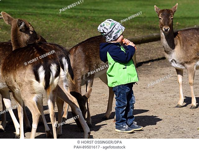 A child stands between two fallow deer does eating a carrot in wildlife park Grafenbergerwald in Duesseldorf, Germany, 23 March 2017