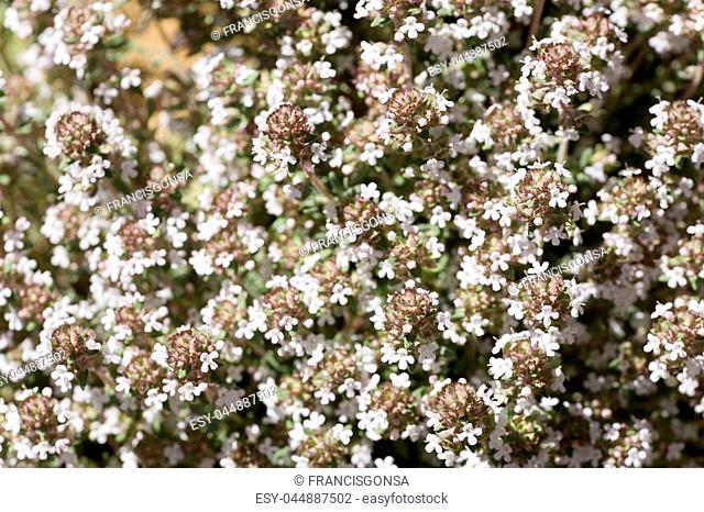 Thymus vulgaris photographed close up in spring with its flowers. Take in Cañadas de Haces de Arriba, Bogarra, province of Albacete in Spain