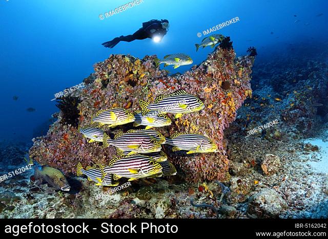 Diver observes swarm Oriental sweetlips (Plectorhinchus vittatus), swimming off coral block, Indian Ocean, Maldives, Asia
