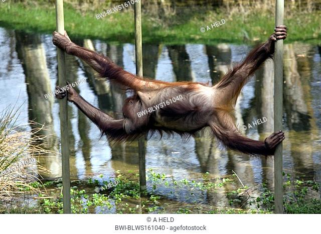 Bornean orangutan Pongo pygmaeus pygmaeus, climbing at monkey bars, Netherlands, Apenheul, Apeldorn