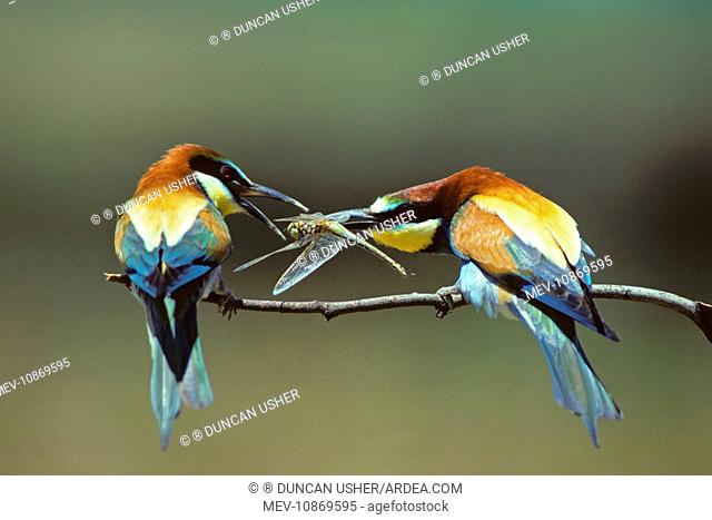 Bee-Eater - male offering female bird a dragonfly during courtship display ritual. (Merops apiaster). Coto Donana National Park, S. Spain