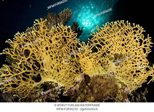 Fire Coral, Millepora dichotoma, Marsa Shagra, Red Sea, Egypt