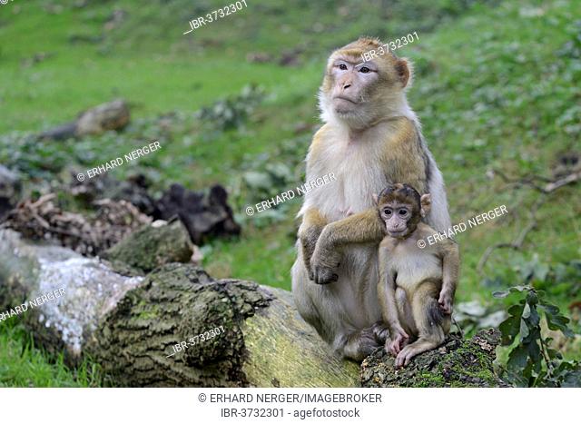 Barbary Macaques (Macaca sylvanus), in NaturZoo Rheine animal park, Münsterland, Nordrhein-Westfalen, Germany