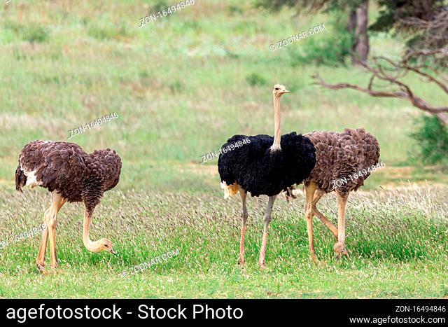 non-flying bird Ostrich, (Struthio camelus) in Kalahari, green desert after rain season. Kgalagadi Transfrontier Park, South Africa wildlife safari