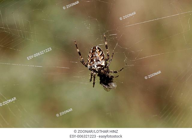 Araneus diadematus, European garden spider, Diadem