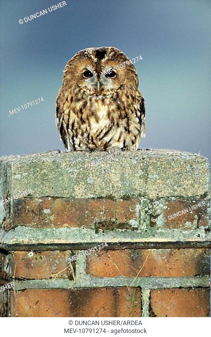 Tawny Owl - nesting in chimney (Strix aluco)