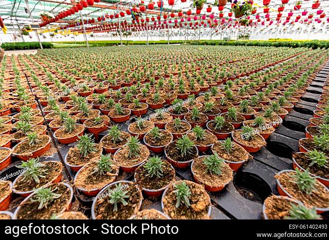 Rows of pots with lavender at plant nursery, young plants, business and agriculture concept