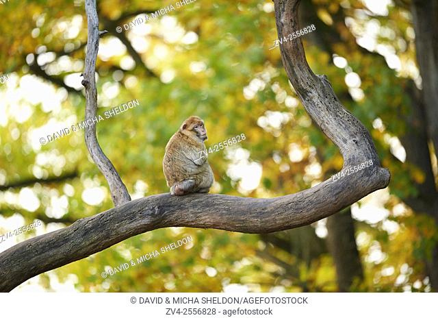 Barbary Macaque (Macaca sylvanus) sitting on a tree trunk in autumn
